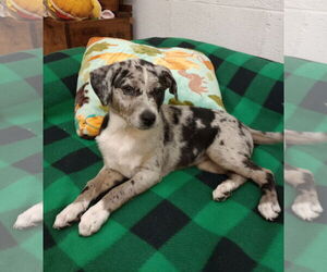 Australian Shepherd-Unknown Mix Dogs for adoption in York, SC, USA