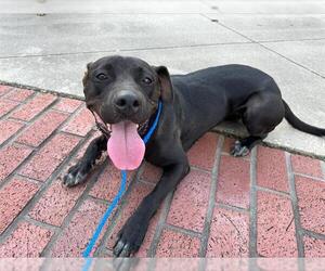 Labrador Retriever-Unknown Mix Dogs for adoption in Houston, TX, USA