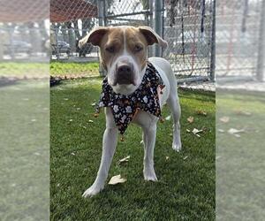 American Pit Bull Terrier-Unknown Mix Dogs for adoption in Downey, CA, USA