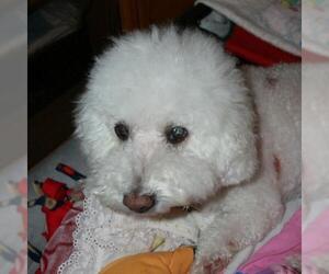 Bichon Frise-Unknown Mix Dogs for adoption in Placentia, CA, USA