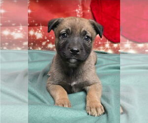 German Shepherd Dog-Unknown Mix Dogs for adoption in Lakewood, CO, USA