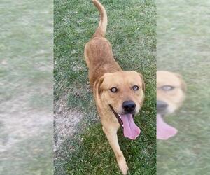 Labrador Retriever-Unknown Mix Dogs for adoption in Riverside, CA, USA
