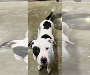 American Staffordshire Terrier-Unknown Mix Dogs for adoption in Pierceton , IN, USA