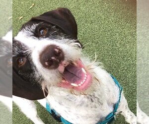 German Shorthaired Pointer-German Wirehaired Pointer Mix Dogs for adoption in Menlo Park, CA, USA