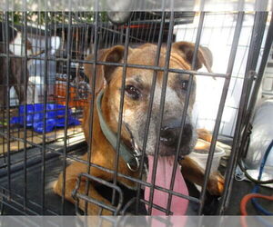 Boxer-Unknown Mix Dogs for adoption in Ocala, FL, USA