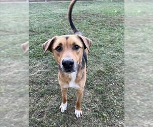 Catahoula Leopard Dog-Unknown Mix Dogs for adoption in Plano, TX, USA