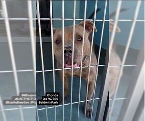 American Pit Bull Terrier Dogs for adoption in Pasadena, CA, USA