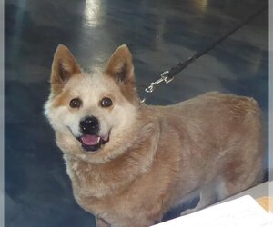 Chow Chow-Unknown Mix Dogs for adoption in Remus, MI, USA