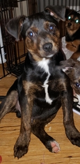 Medium Photo #1 Beagle-Unknown Mix Puppy For Sale in Livonia, MI, USA
