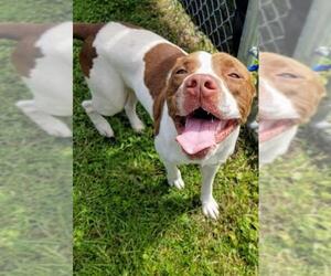 Bulloxer Dogs for adoption in Nashville, GA, USA