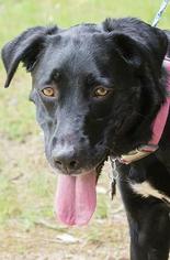 Labmaraner Dogs for adoption in Warwick, RI, USA