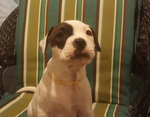 Bullboxer Pit Dogs for adoption in Marine City, MI, USA