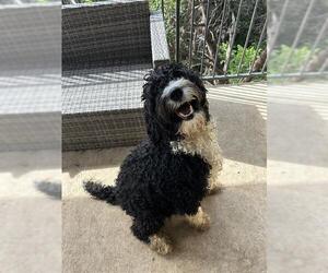 Bernedoodle Dogs for adoption in San Antonio, TX, USA