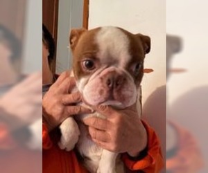 Boston Terrier Dogs for adoption in Pembroke, GA, USA