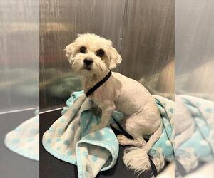 Shih Tzu-Unknown Mix Dogs for adoption in San Antonio, TX, USA