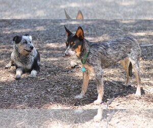 Mutt Dogs for adoption in Paso Robles, CA, USA