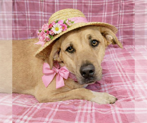 Mutt Dogs for adoption in Mt. Laurel, NJ, USA