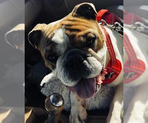 Bulldog Dogs for adoption in Camarillo, CA, USA