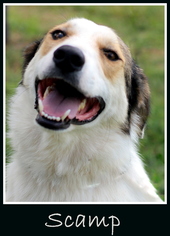 Irish Wolfhound-Unknown Mix Dogs for adoption in Sullivan, IN, USA
