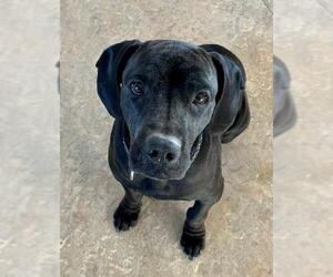 Basset Hound-Labrador Retriever Mix Dogs for adoption in Lancaster, CA, USA