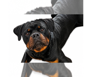 Rottweiler Dogs for adoption in Gilbert, AZ, USA