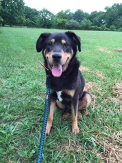 Small Rottweiler Mix