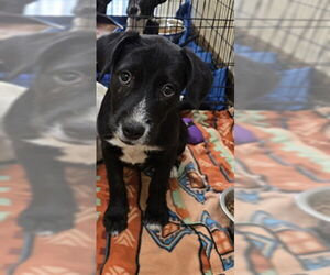 Dachshund-Unknown Mix Dogs for adoption in Texas City, TX, USA