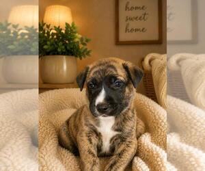 German Shepherd Dog-Unknown Mix Dogs for adoption in Mooresville, NC, USA