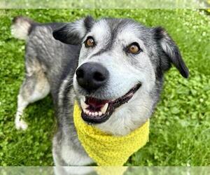 Siberian Husky-Unknown Mix Dogs for adoption in Pueblo, CO, USA