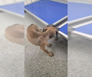 Mutt Dogs for adoption in Pasadena, TX, USA