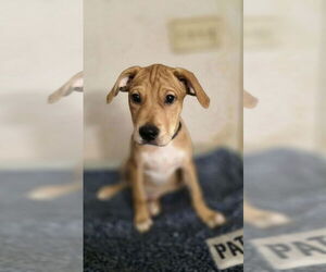 Doberman Pinscher-Labrador Retriever Mix Dogs for adoption in Aurora, IN, USA