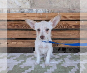 Mutt Dogs for adoption in Chico, CA, USA