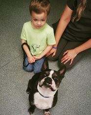 Faux Frenchbo Bulldog Dogs for adoption in Chambersburg, PA, USA