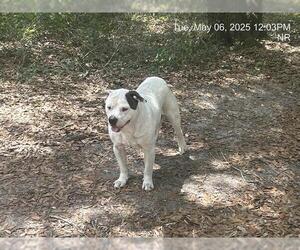 American Pit Bull Terrier Dogs for adoption in Ocala, FL, USA
