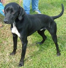 Lab-Pointer Dogs for adoption in Zanesville, OH, USA