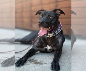 American Pit Bull Terrier-American Staffordshire Terrier Mix Dogs for adoption in Marina Del Rey, CA, USA