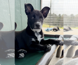 Aussiedor Dogs for adoption in Green Forest, AR, USA