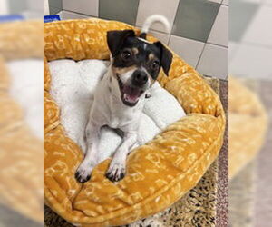 Chihuahua Dogs for adoption in Salinas, CA, USA