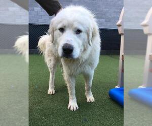 Great Pyrenees Dogs for adoption in San Francisco, CA, USA