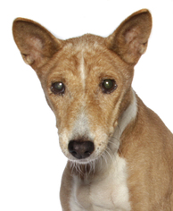 Basenji Dogs for adoption in Oakland Park, FL, USA