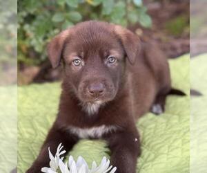 Labrador Retriever-Unknown Mix Dogs for adoption in San Diego, CA, USA