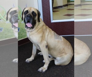 Mastiff Dogs for adoption in Waynesboro, PA, USA