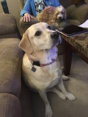 Labrador Retriever Dogs for adoption in Springfield, IL, USA
