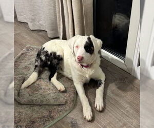 Australian Shepherd-Unknown Mix Dogs for adoption in Woodbury, NY, USA