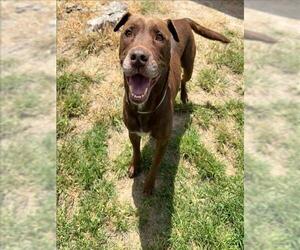 Labrador Retriever-Unknown Mix Dogs for adoption in Conroe, TX, USA