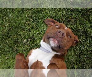 American Pit Bull Terrier Dogs for adoption in San Martin, CA, USA