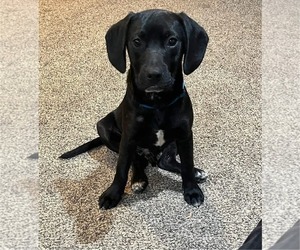Labrador Retriever-Unknown Mix Dogs for adoption in Uwchlan, PA, USA