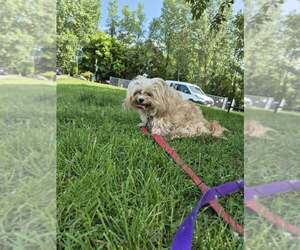 Shih Tzu-Unknown Mix Dogs for adoption in Elmsford, NY, USA