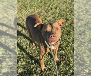 American Staffordshire Terrier Dogs for adoption in Fort Lauderdale, FL, USA