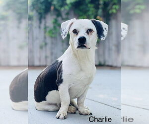 Bagle Hound Dogs for adoption in East Derry, NH, USA